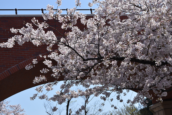 150402 renga DSC_0042.jpg